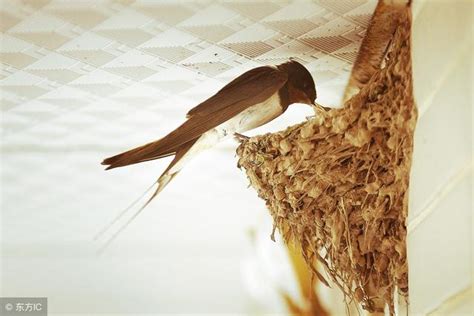 燕子飛進家裡怎麼辦|燕子築巢與住宅風水 有福氣嗎